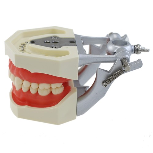 Kilgore Nissin 200 Tipo Typodont Dentale Modello 28pz Avvitatore Denti Sostituzione - Foto 8 di 19