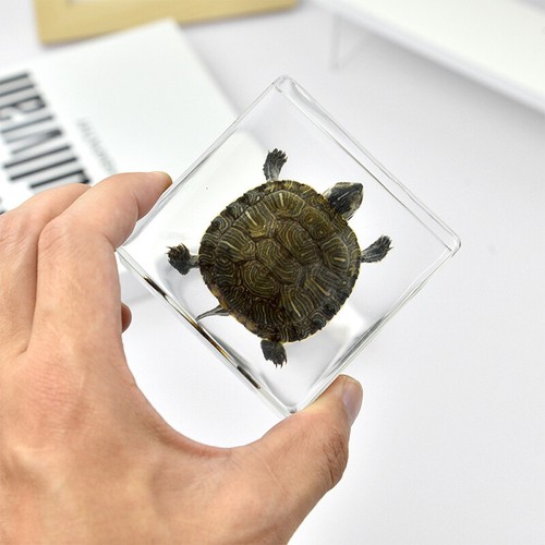 Real Octopus Tortoise Animal Specimen In Resin For Science Education Gift - Photo 5/15