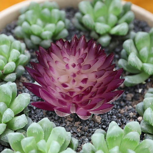 6 PIEZAS Plantas Suculentas Simuladas Realistas Adornos de Escritorio Adornos de Plantas Nuevo - Imagen 3 de 12