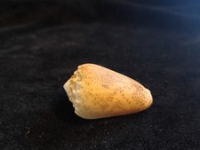 Conus Arenatus 35mm
