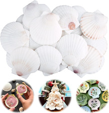 30PCS Scallop Shells for Crafts 2''-3'' Natural White Large Shells Decoration...