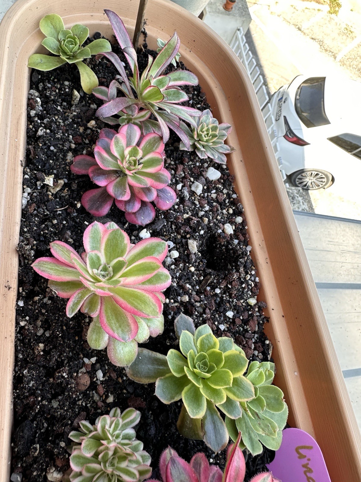 Aeonium Pink Witch Boutures Racines Reprise Facile Rose Sorcière Succulente sans Stress