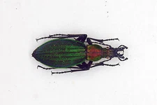 Carabidae - Carabus (Acoptorabrus) gehinii ssp manoianus (f) - Hokkaido, Japan