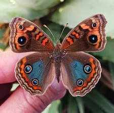 LOT OF 10 BUTTERFLIES NYMPHALIDAE JUNONIA EVE...