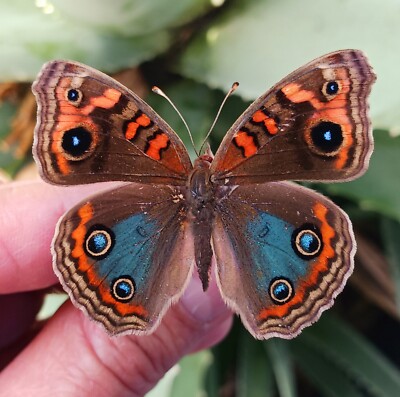 LOT OF 5 BUTTERFLIES NYMPHALIDAE JUNONIA EVERETE A1 (PERU)  WINGS CLOSED