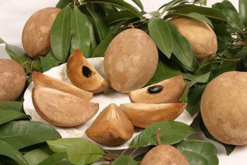 SAPODILLA MANILKARA SAPOTE RAPDAURA FRUIT TREE PLANT 2 YEARS OLD - Picture 5 of 6