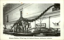 RPPC Washington DC Smithsonian Institution Dinosaur Skeleton real photo postcard