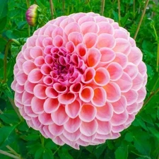 1 - JOWEY WINNIE Giant Ball Dahlia Bulb Tuber Clump  * A PERENNIAL THAT POPS