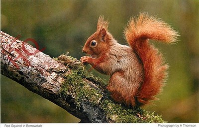 Ansichtskarte; Rotes Eichhörnchen, in Borrowdale [Fraueninstitut]