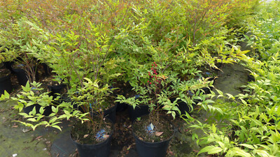 Himmelsbambus "Heiliger Bambus" Nandina domestica pygmaeus ca.80 cm  winterhart | eBay.de