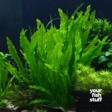 Echinodorus martii Ruffle Sword Live Aquarium Plant-  BUY 1 GET 1 at 50 OFF