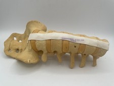 Vintage anatomico colonna vertebrale e anca modello Thackray aiuto medico didattico (34)