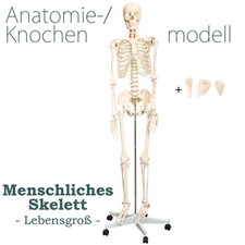 Menschliches Skelett lebensgroß inkl. Ständer von MedMod