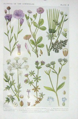 Original alter Vintage Druck 1919 Blumen Flachs Kleeblatt Hirtennadel Petersilie