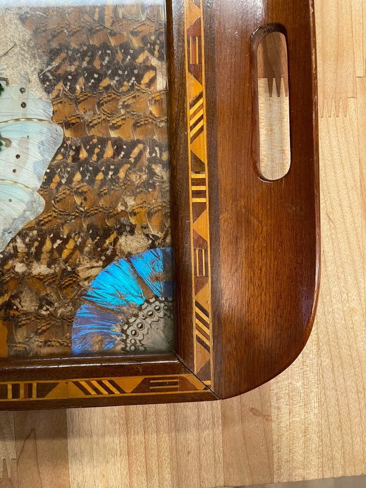 Vtg Antique Exotic Wood Tray Butterfly Wing Reverse Glass Painting Peacock Art - Image 2 of 4