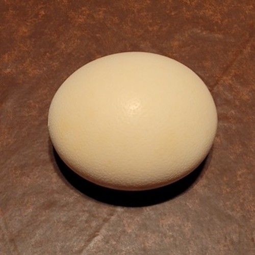 Genuine Ostrich Egg Shell Blown Out Hollow Egg Crafts Decor 6 1/2" x 5"