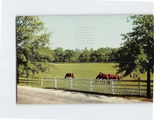 Postcard Blue Grass Horse Farm In Kentucky USA