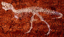 Skeleton Bone Fossil Collection - Tyrannosaurus Rex #3- 14