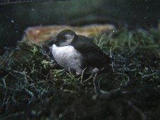 ANTIQUE REAL PHOTOGRAPH ANIMAL BIRD MAGIC LANTERN SLIDE PUFFIN IMMATURE