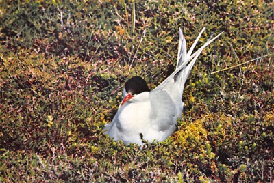 J ARTHUR DIXON VOGEL ETC POSTKARTE ARKTISCHE SEESCHWALBE GEBRAUCHT UNBENUTZT GOODPLUS SEHR GUT