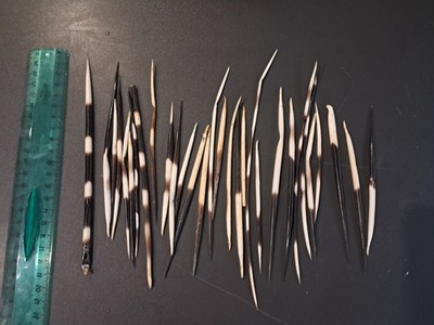 Lot of 30 Porcupine Spikes