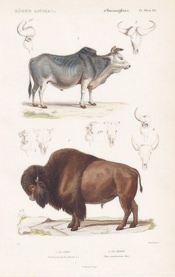 Zebu Bison Bos indicus cattle Rind India Indien engraving Stahlstich Cuvier 1849