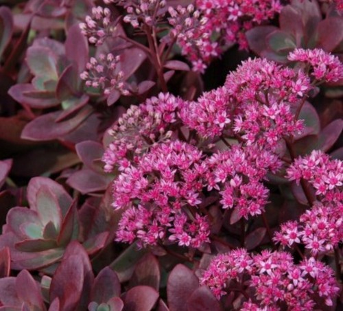 SunSparkler® Firecracker Sedum Stonecrop Cold Hardy Succulent Bare Root