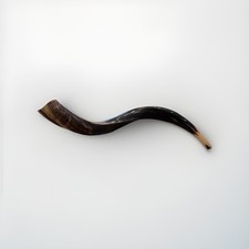 Shofar Kudu Horn 32  -35  ' New KOSHER Made All Natural