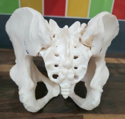 Lebensgroßes weibliches Beckenskelettmodell - Anatomische menschliche medizinische Anatomie