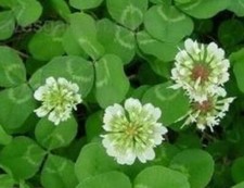 WHITE DUTCH CLOVER SEED FOR LAWNS  GROUND COVER 20 Grams Approx. 30,000 Seeds