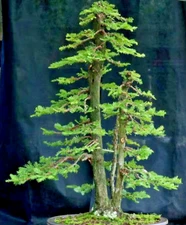BONSAI Giant sequoia, Sequoiadendron giganteum redwood forest TREE  -10 seeds