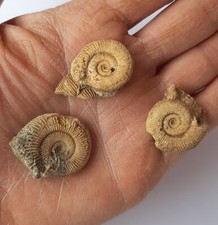 Lotto 3 AMMONITI Fossili Dactylioceras Athleticum - Giurassico Inf. - (F4)