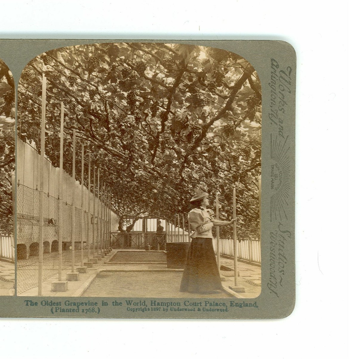 GRAPEVINE/in a lifetime presents anothe… B9574 Oldest Grapevine In The World, Hampton Court Palace