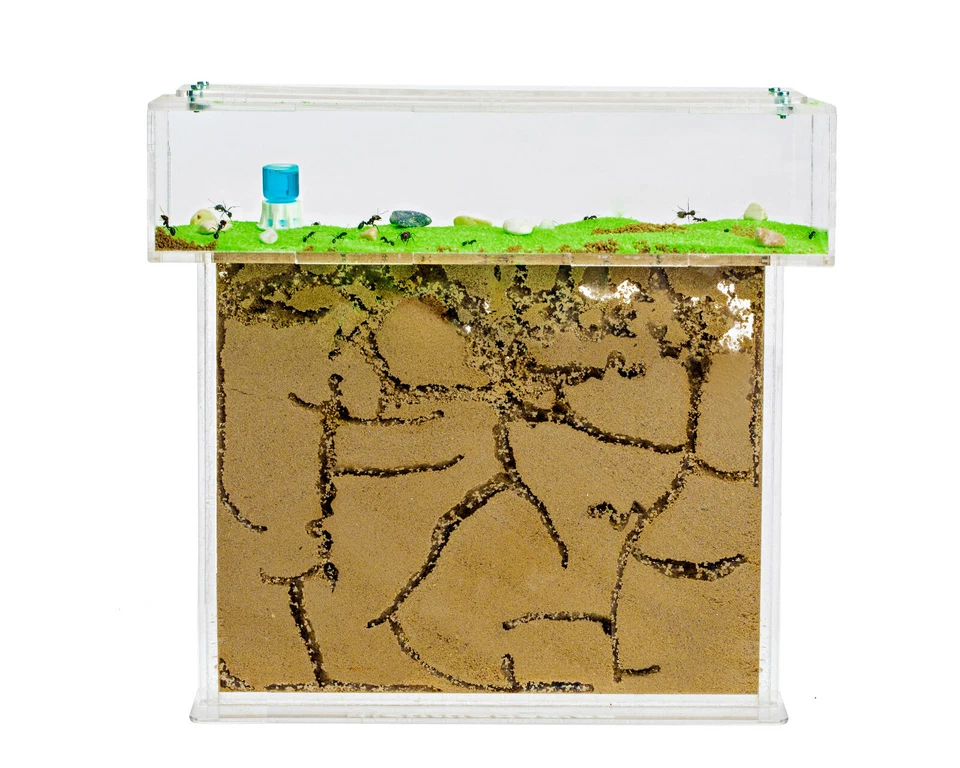 ANTHOUSE Ant Farm T BIG with free Ants and Queen - Educational formicarium for LIVE ants