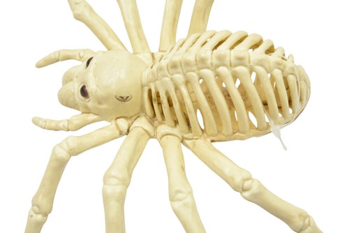 Spider Skeletons SET OF 6 Halloween Decor Props Creepy Animals - Picture 5 of 8