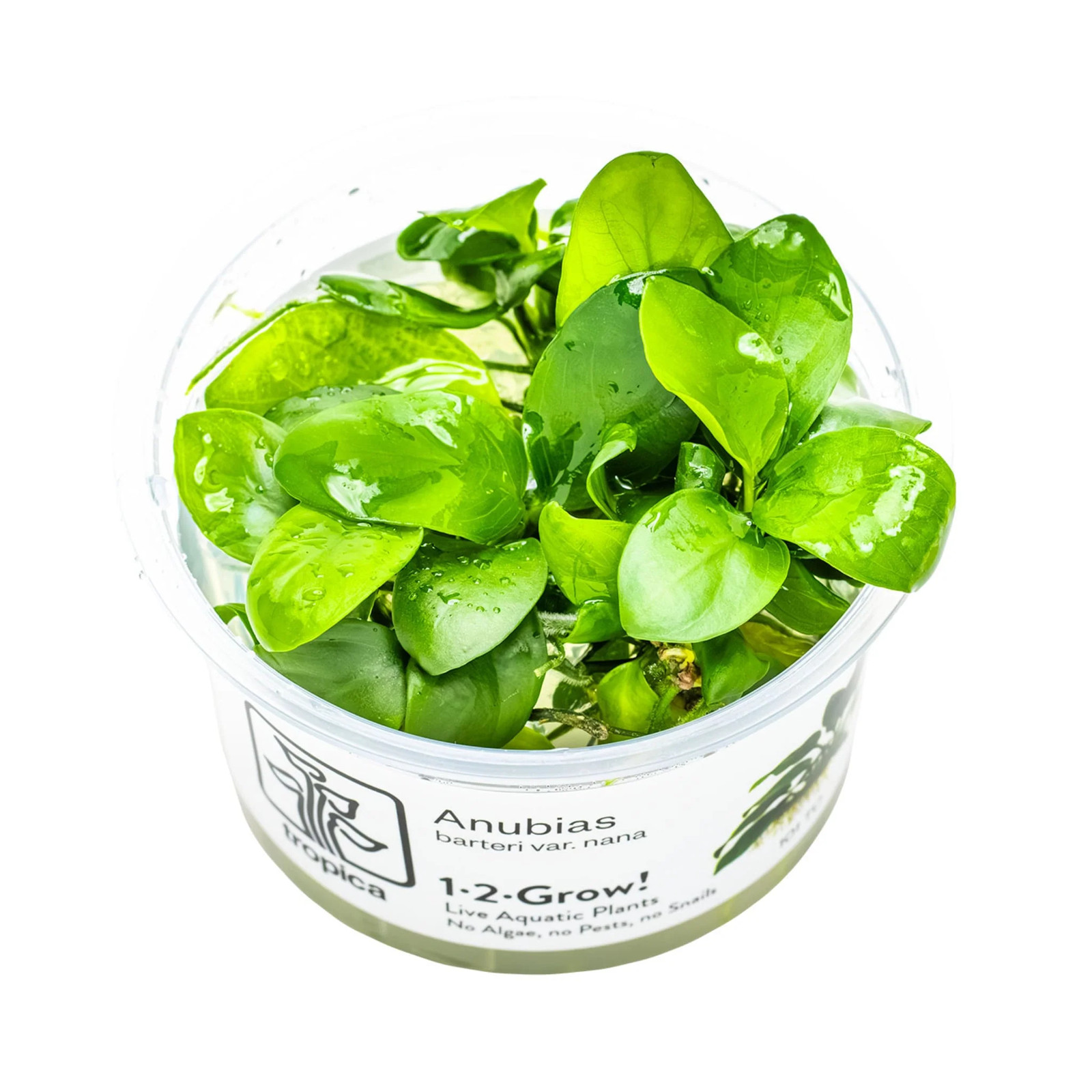 Tropica Anubias barteri nana 1-2-Grow!!