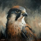 PEREGRINE FALCON FINE ART PORTRAIT ORIGINAL PAINTING 25 x 25 cm by JOHN SILVER