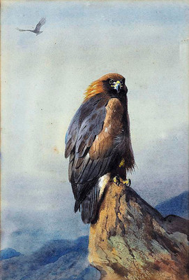 #ad Oil painting Archibald Thorburn Nice birds hawk on the mountains landscape art $99.00