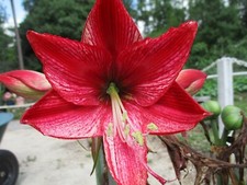 One Amaryllis bulb Revelation 6-12 cm. Hippeastrum lily flower
