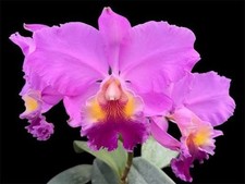 Orchidea Cattleya warszewiczii 'Orchid Eros' x self/Kwitnąca / Duży kwiatowy /RZADKA