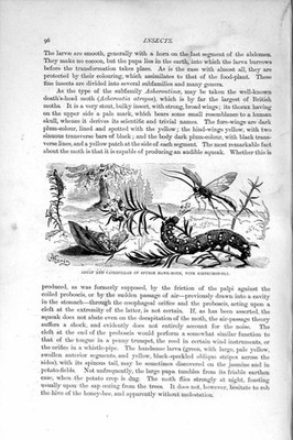 Alter antiker Druck Naturkunde 1896 erwachsene Raupe Sporn Falke-Motte 19.