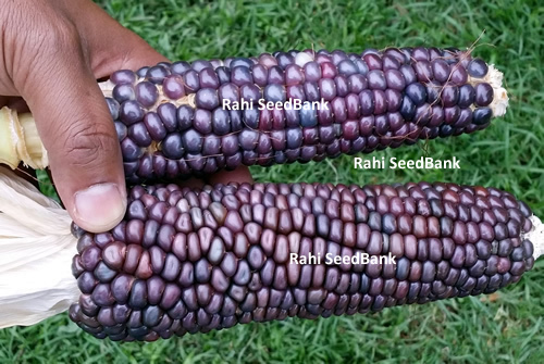 Purple Corn - A Stunning Purple Corn with Sweet & Superb Flavour! - 5 Seeds - Bild 4 von 4