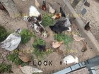 12 Assorted Bantam & Serama Old English & Old English Mix Hatching Eggs — photo 6