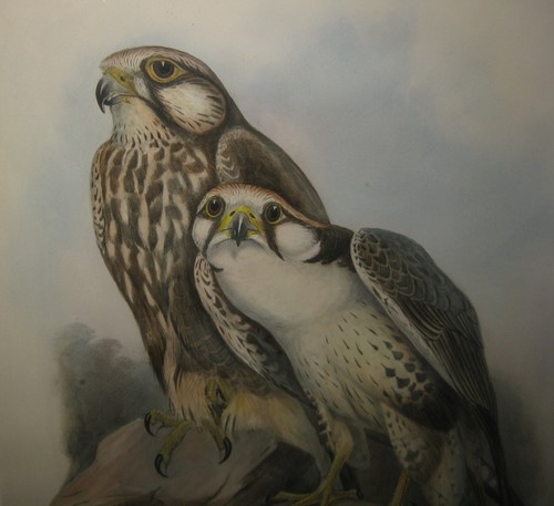 Antique JOHN GOULD Falco Jugger, Grey (Jugger Falcon) Lithograph - Birds of ASIA - Picture 5 of 10