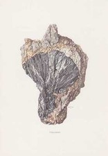 Löllingit Arseneisen Arsenikalkies Stampa a Colori Di 1969 Minerali Rocce