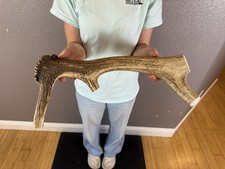 1 Huge JUMBO Whole Elk ANTLER Dog Chew SALE SELECT MASSIVE COLOSSAL BIG 16  