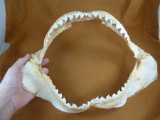 (sj470-107) 13-3/4" Tiger SHARK jaw sharks t**th Galeocerdo taxidermy science