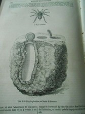 La Mygale Pionnière Spider