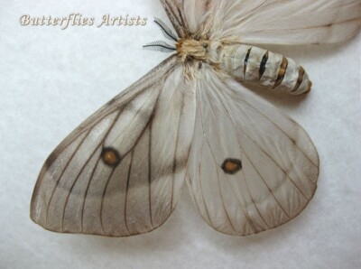 Giant Ghostly Silk Moth Ceranchia Apollina FAMALE Framed
