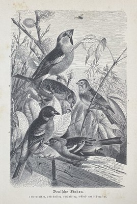 Original Graphic Fauna: German Finches Passerines Fringillidae - Graphic 1900